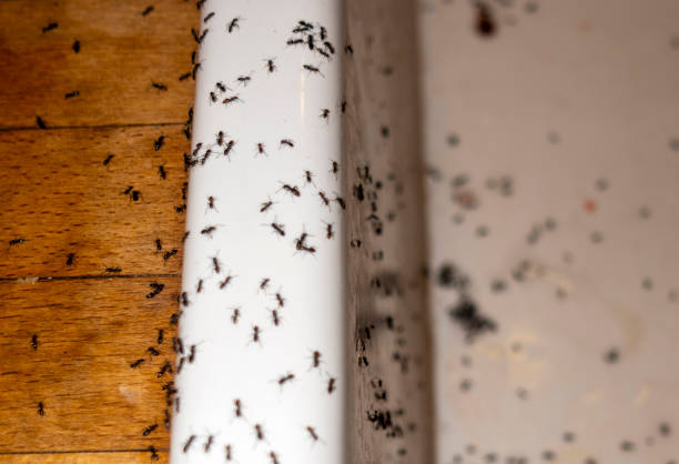 Best Commercial Pest Control Services  in Wilton Center, CT